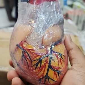 Heart Anatomy Model